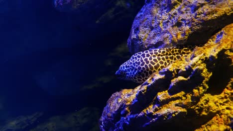 Sea-eels-in-fish-tank,-Aquarium-decoration.-Moray-Eel-in-fish-tank.