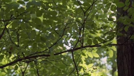 Sonne-flares-Trog-Blätter-im-Wald