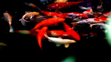 Koi-fish-or-colored-carp-fish-swimming-around-pond.