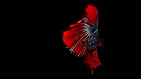 Super-slow-motion-of-red-Siamese-fighting-fish-(Betta-splendens),-well-known-name-is-Plakat-Thai