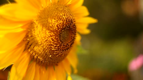 natürlichen-Hintergrundbild-der-schönen-gelben-Sonnenblume