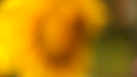 natural-background-image-of-beautiful-yellow-sunflower