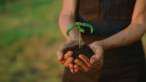 Hands-holding-herb-plant-at-sunset