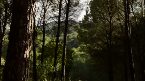 Sonnenstrahlen-im-Wald-in-verblassen,-timelapse