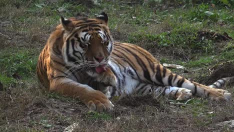 El-tigre-siberiano-está-descansando