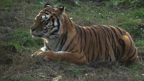 El-tigre-siberiano-está-descansando