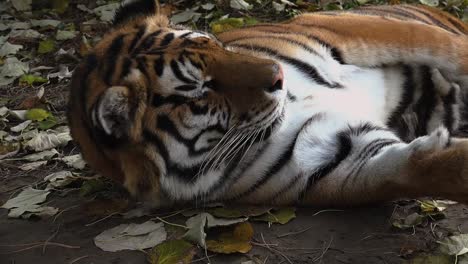 El-tigre-siberiano-está-descansando