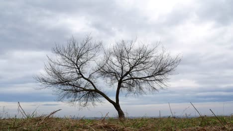 Schöner-Baum-Zeitraffer-Himmel-4k