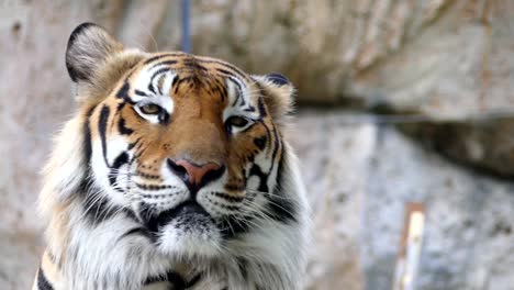 Niedlichen-Tiger-in-der-Natur