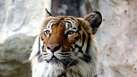 Tigre-lindo-en-la-naturaleza