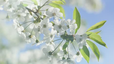 Blooming-branch-of-the-cherry-with-lens-flare-is-swaying-on-blue-sky-background