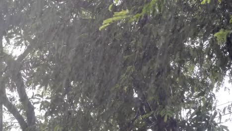 Heavy-rain-fall-in-tropical-botanic-garden