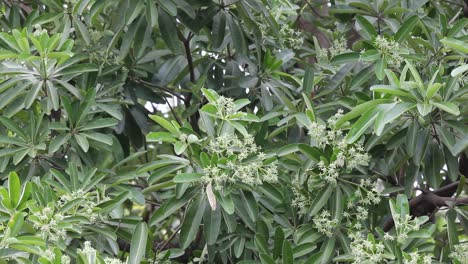 Flor-Verde-pizarra-árbol-o-árbol-del-diablo