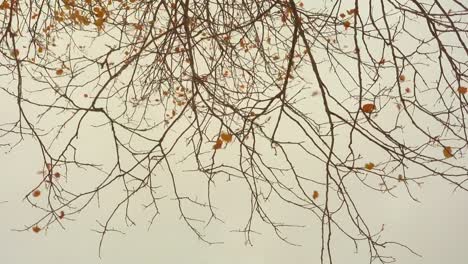 Last-golden-autumn-leaves-on-branches-and-grey-overcast-sky.