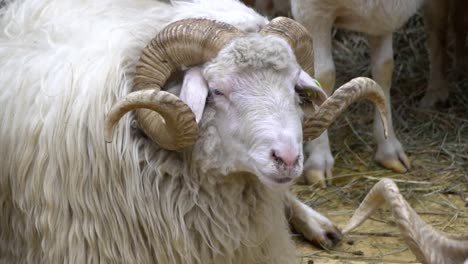 mastica-el-RAM,-posando-y-meditando-closeup