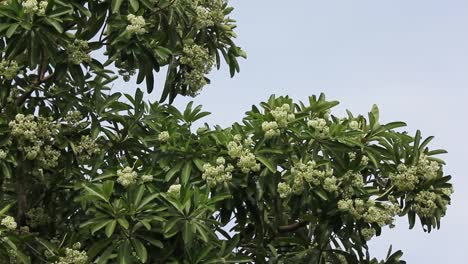 Grüne-Blume-von-Blackboard-Baum-oder-Teufel-Baum