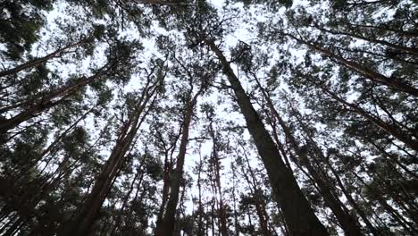 Looking-up-in-forest,-POV-through-tops-of-trees,-sun-shines-through-foliage