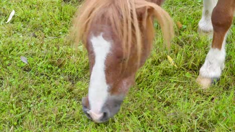 The-closer-look-of-the-brown-pony-munching-grass