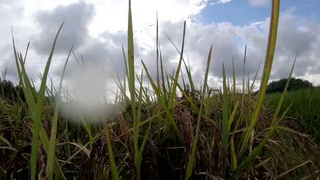 Purple-rice-berry-field-in-slow-motion