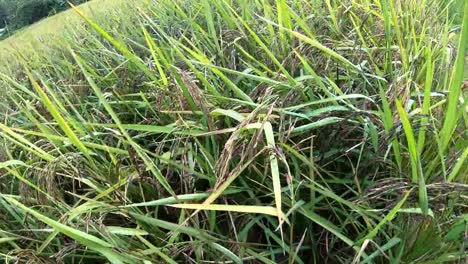 Purple-rice-berry-field-in-slow-motion