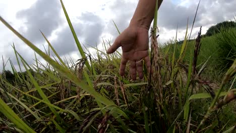 Purple-rice-berry-field-in-slow-motion