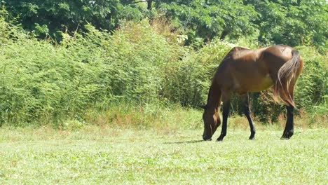 Pferde-sind-auf-dem-Rasen-auf-der-Wiese-weiden.