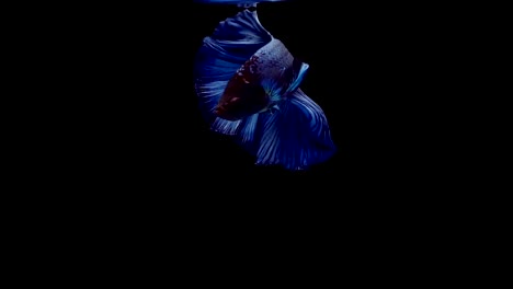 Super-slow-motion-of-vibrant-Siamese-fighting-fish-(Betta-splendens),-well-known-name-is-Plakat-Thai