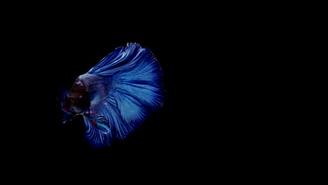 Super-Slow-Motion-der-pulsierenden-siamesische-Kampffische-(Betta-Splendens),-Name-bekannt-ist-Thai,-Plakat