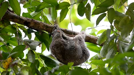 adult-colugo