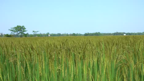 SLOW-MOTION,-CLOSE-UP:-Large-field-of-rice-rustling-in-the-gentle-summer-breeze.