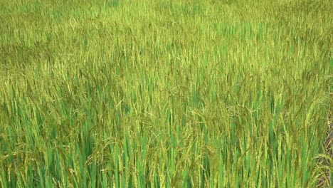 SLOW-MOTION:-Cinematic-view-of-rice-ready-for-harvest-swaying-in-the-gentle-wind