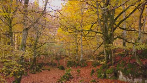 Farbige-Wald-im-Herbst