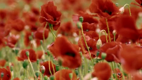 campo-de-amapolas-brillante-foco-variable-en-campo-weatherpoppy-soleado-y-ventoso-en-tiempo-soleado-y-ventoso