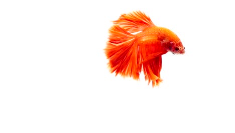 Super-Slow-Motion-der-pulsierenden-siamesische-Kampffische-(Betta-Splendens),-Name-bekannt-ist-Thai,-Plakat