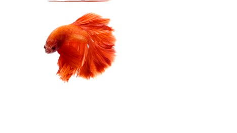 Super-lenta-de-vibrante-pez-luchador-de-Siam-(Betta-splendens),-bien-conocido-nombre-es-Plakat-tailandés