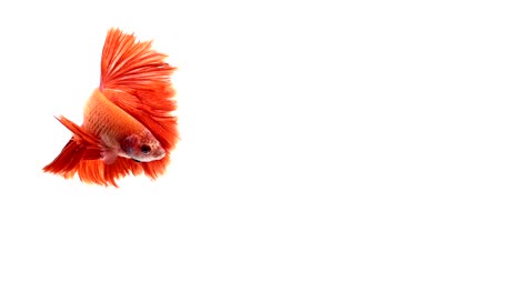 Super-Slow-Motion-der-pulsierenden-siamesische-Kampffische-(Betta-Splendens),-Name-bekannt-ist-Thai,-Plakat