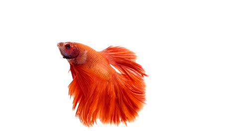 Super-Slow-Motion-der-pulsierenden-siamesische-Kampffische-(Betta-Splendens),-Name-bekannt-ist-Thai,-Plakat