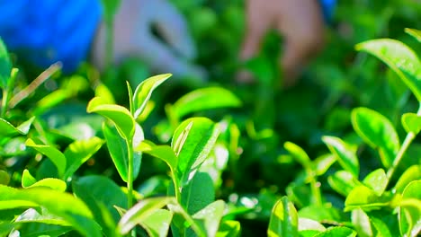 Frau-grüner-Tee-pflücken-lässt-auf-Plantagen-in-der-Provinz-Chiang-Rai-in-Nordthailand.