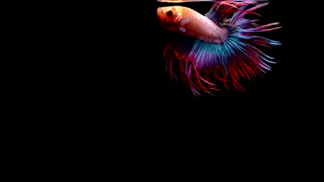 Super-Slow-Motion-der-pulsierenden-siamesische-Kampffische-(Betta-Splendens),-Name-bekannt-ist-Thai,-Plakat