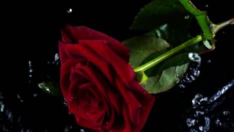 The-falling-rose-on-a-black-background.-Slow-motion.