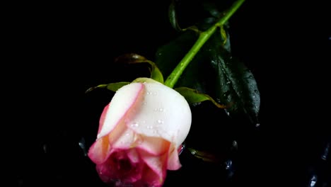 The-falling-rose-on-a-black-background.-Slow-motion.