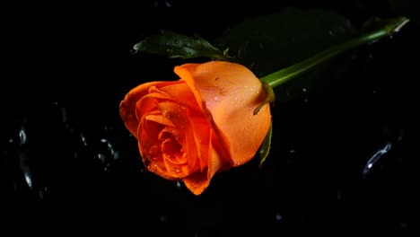 The-falling-rose-on-a-black-background.-Slow-motion.