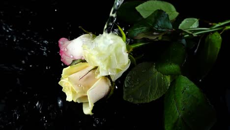 Wasser-fließt-der-Fluss-auf-einer-Rose.-Slow-Motion.