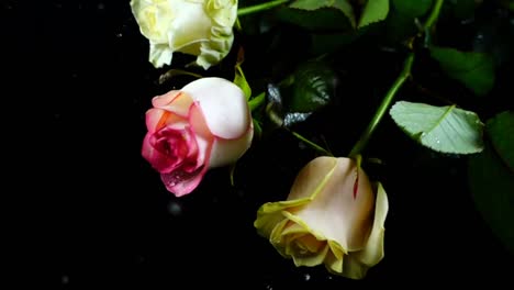 The-falling-rose-on-a-black-background.-Slow-motion.