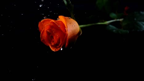 The-falling-rose-on-a-black-background.-Slow-motion.