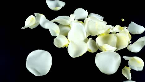 Petals-of-a-white-rose-fall-on-a-black-background.-Slow-motion.