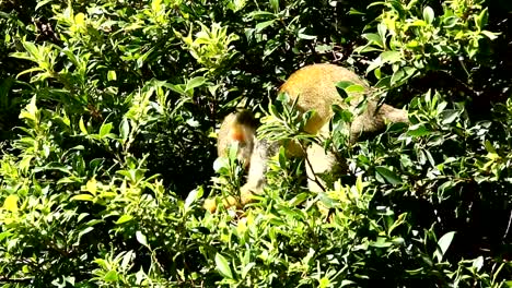 Squirrel-monkey-on-tree-in-Chiangmai-Thailand