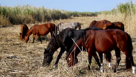 Wild-horses-in-the-danube-delta,-Letea-forest