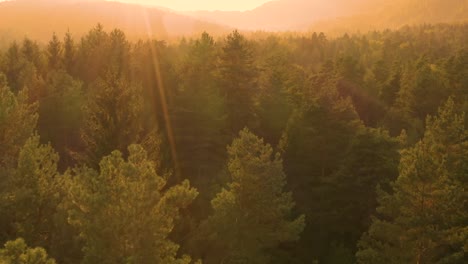 Antenne:-Goldene-Abend-Sonnenstrahlen-glänzen-auf-den-großen-grünen-Nadelwald.