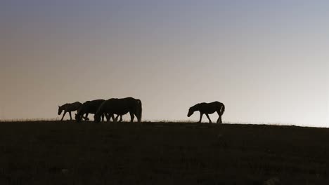 Group-of-horses-at-dusk